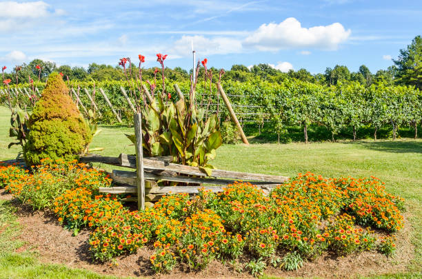 istock Many multicolored Indian Goblin Blanket flowers in vineyard garden 680717042