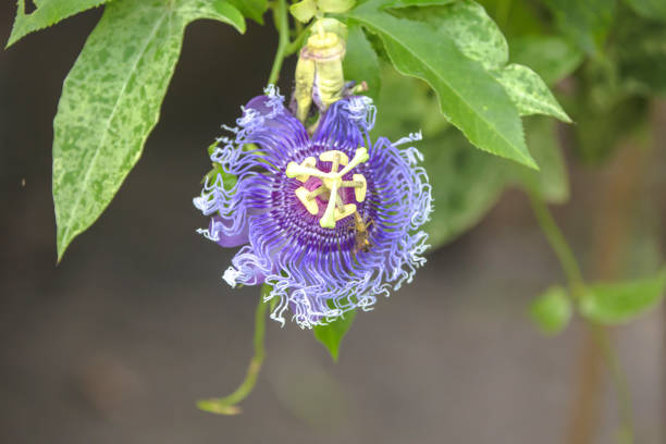 Passion flower (Passiflora)