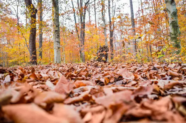 Macro closeup of fallen brown autumn leaves in golden forest