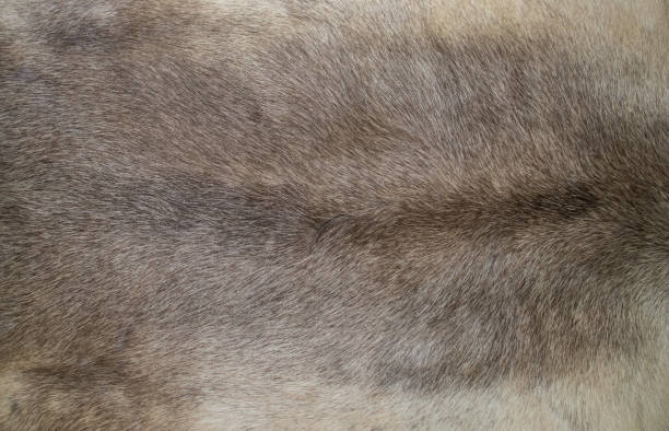 istock Closeup of reindeer hide 680720576