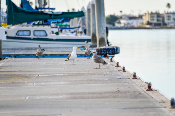 Herring western Seagulls standing on pier in Oxnard harbor with boats