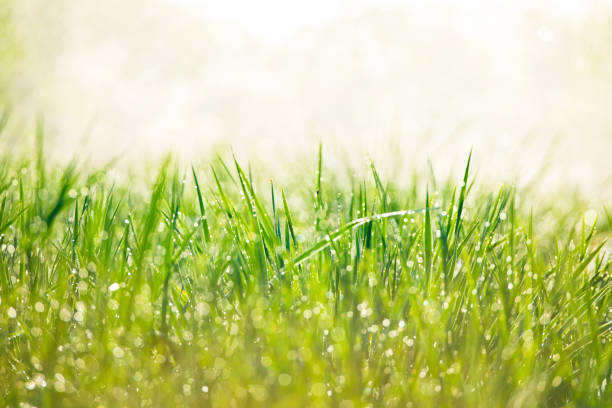 istock Fresh green grass in morning 680729288