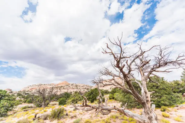 Overlook of white canyons in Arches National Park with dead tree