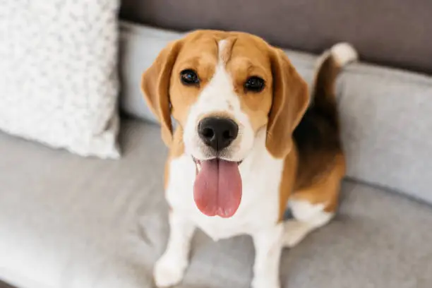 Photo of Beagle dog