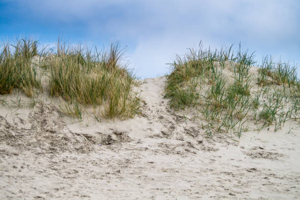 istock Little way through the dunes at the beach 680730478
