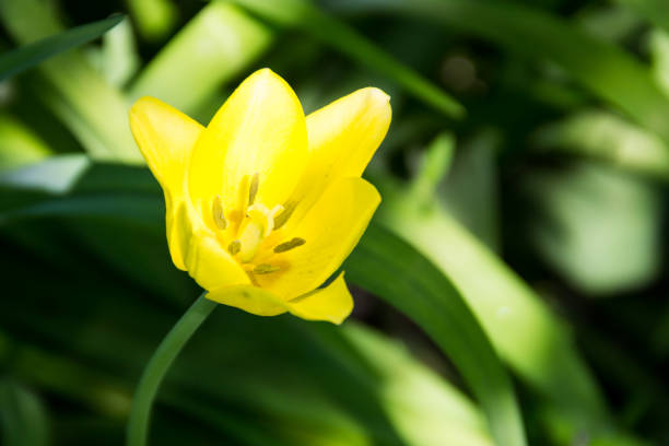 istock Yellow tulips on flowerbed in garden 680733872