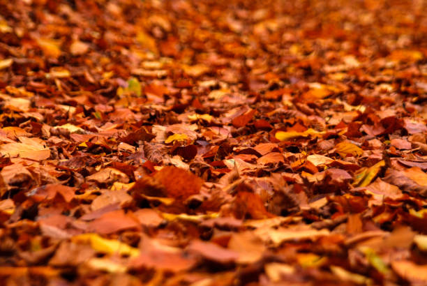 istock Autumn fall autumnal colored leafs yellow orange red 680737908