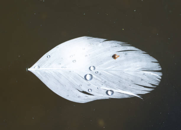 istock White swan feather with droplets of water. 680743524