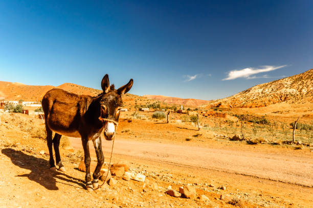 istock Donkey by Telouet in Morocco 680745334