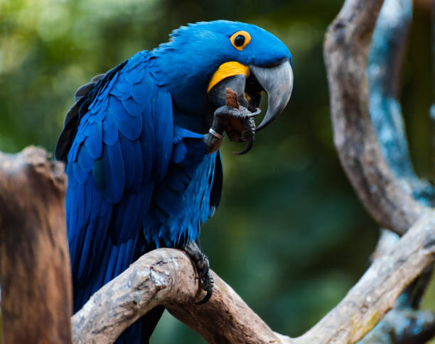Blue Macaw She was gnaking a piece of wood. macaw stock pictures, royalty-free photos & images