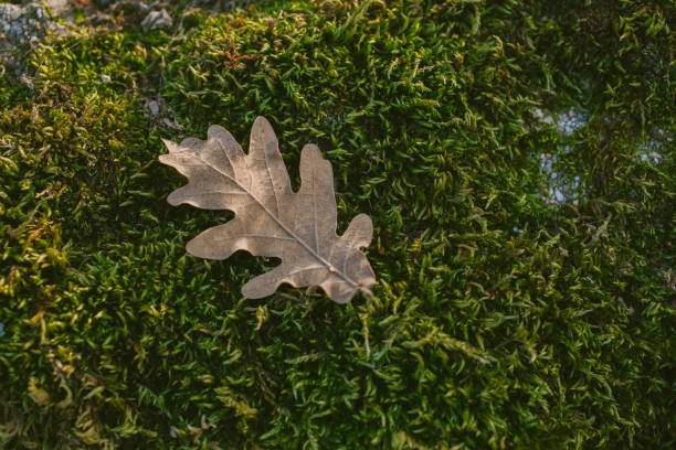 Fallen oak tree leaf over mossy background. A walk trough Guadarrama mountains. Flora of Spain.