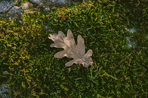 Fallen oak tree leaf over mossy background. A walk trough Guadarrama mountains. Flora of Spain.