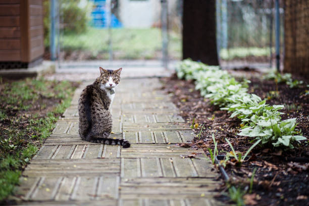 istock Tabby cat sitting in a footpath in a backyard 680749194