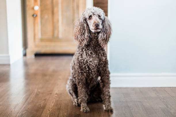 istock Old poodle dog sitting in a house 680751246