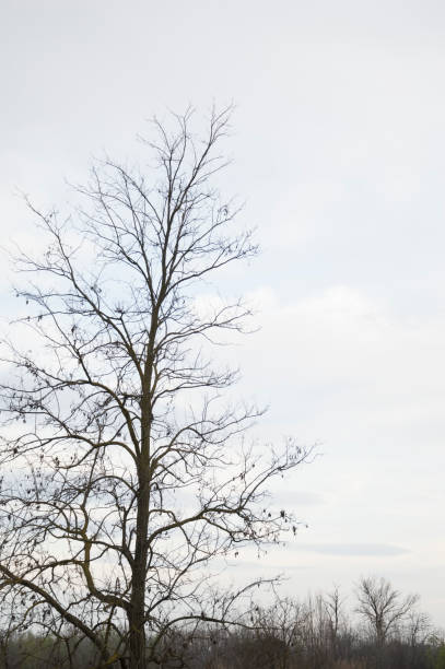 albero nudo con copyspace - oak tree treelined tree single object foto e immagini stock