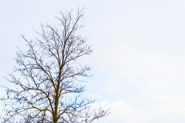 голое дерево с копировальной пространной - oak tree treelined tree single object стоковые фото и изображения