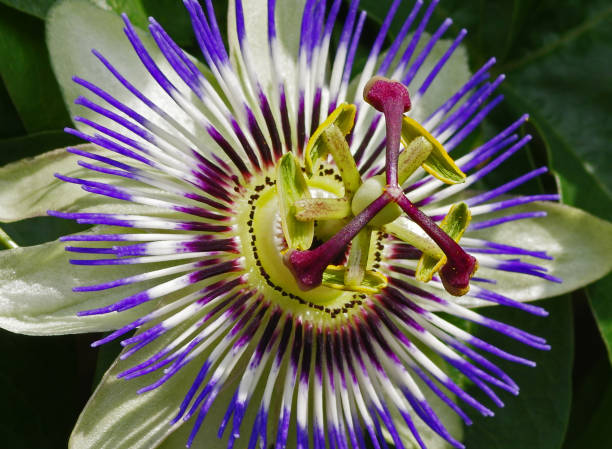 istock Blossom of passion flower 680751800
