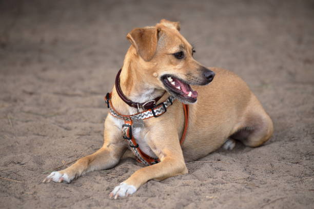 70点を超えるビーグル2号のストックフォト、写真、そしてロイヤリティフリーの画像 iStock