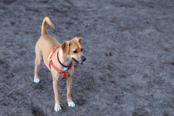 70点を超えるビーグル2号のストックフォト、写真、そしてロイヤリティフリーの画像 iStock