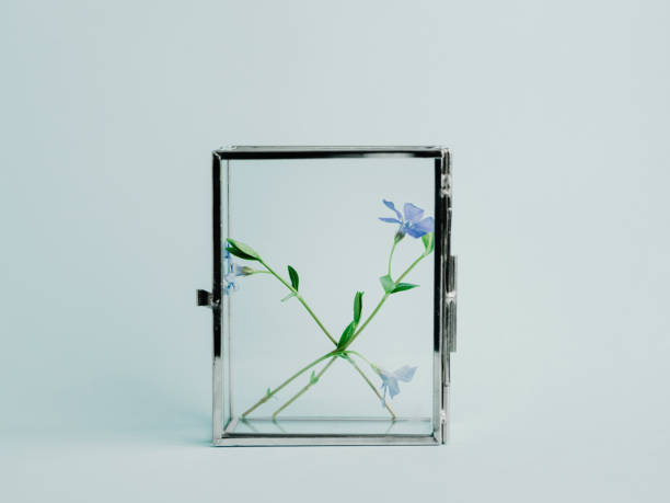 istock Blue flowers plants in glas box environmental conservation 680754592