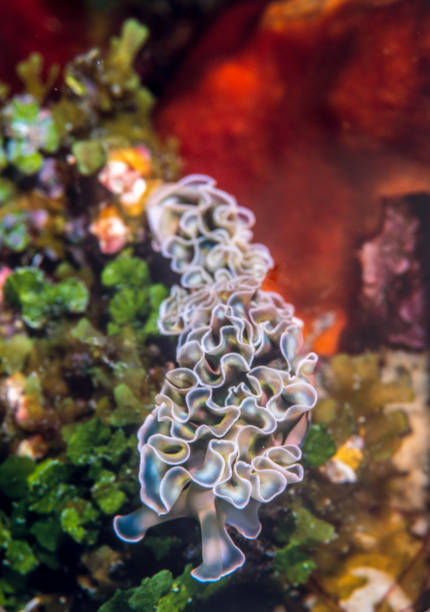 istock Elysia crispata,lettuce sea slug 680757508