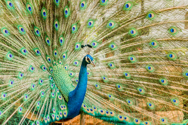 istock Peacock. Portrait of male peacock displaying his tail feathers. 680758928
