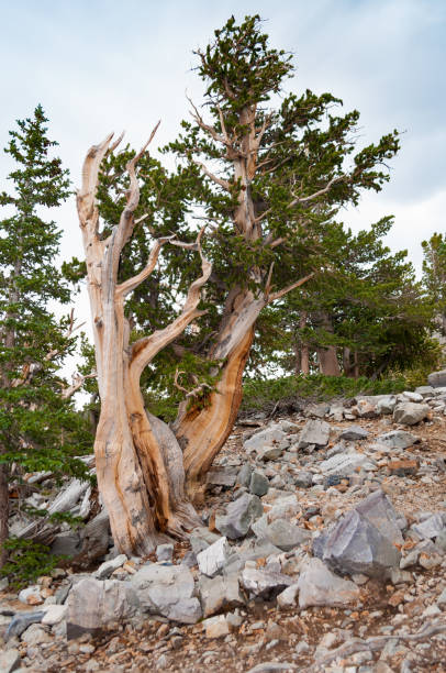 istock Ancient Bristlecone pine tree, Great Basin National Park, Nevada 680759410