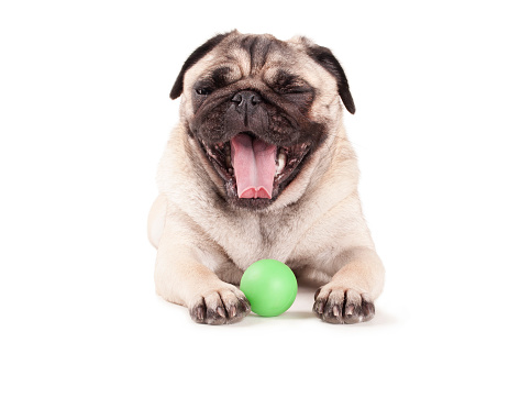 Happy cute pug puppy dog playing with green ball and yawning, isolated on white background