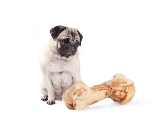 adorable cute pug dog sitting and looking at huge bone, isolated on white background