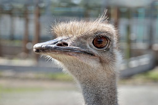 Portrait of a South American ostrich Nandu close-up