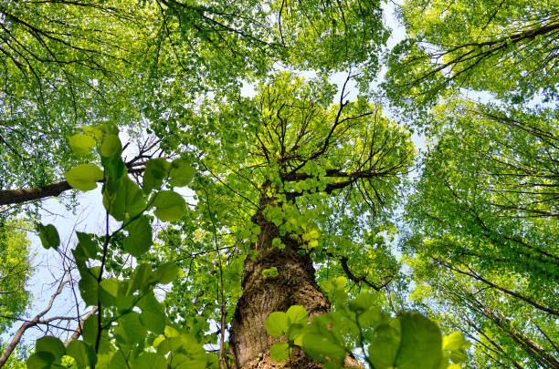 istock Slender trees in young forest green in summer 680766008
