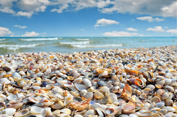 istock Sea waves washed clean beach made of shells. 680766084