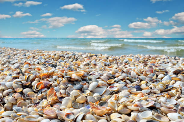 istock Sea waves washed clean beach made of shells. 680766098