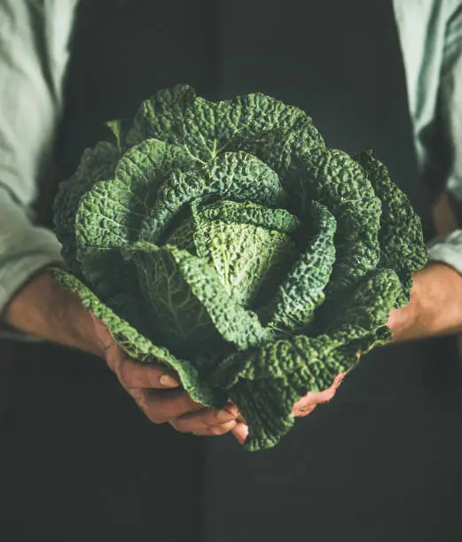 Photo of Man wearing black apron holding fresh green cabbagein in hands