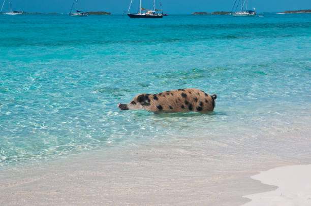 istock Bahamas Swimming Pig 680775158