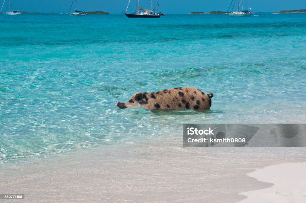 Bahamas Swimming Pig Wild pigs on Big Majors Island in The Bahamas, lounging and walking around in the sand and ocean, swimming in the clear blue water.  copy space available Bahamas Stock Photo