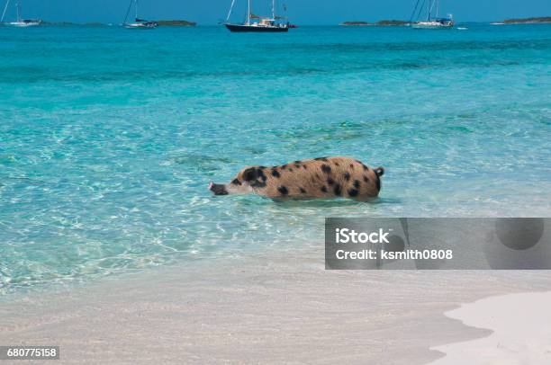 Bahamas Swimming Pig Stock Photo - Download Image Now - Bahamas, Pig, Beach