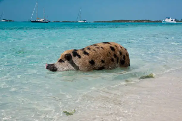 Wild pigs on Big Majors Island in The Bahamas, lounging and walking around in the sand and ocean, swimming in the clear blue water.  copy space available