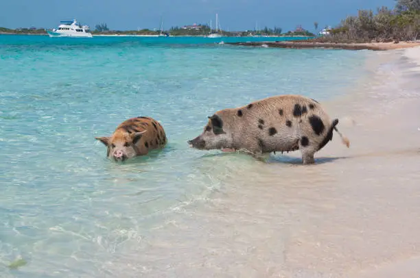 Wild pigs on Big Majors Island in The Bahamas, lounging and walking around in the sand and ocean, swimming in the clear blue water.  copy space available