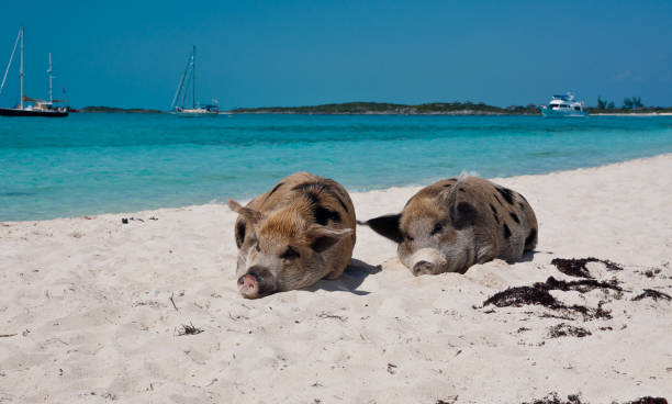 istock Staniel Cay Pigs on the Beach 680775192