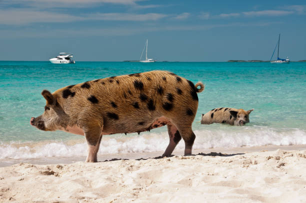 istock Bahamas Swimming Pigs 680775372