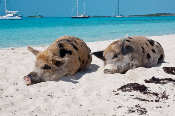 Staniel Cay Pigs on the Beach Wild pigs on Big Majors Island in The Bahamas, lounging and walking around in the sand and ocean. cay stock pictures, royalty-free photos & images
