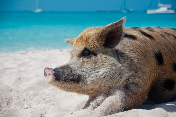 istock Staniel Cay Pigs on the Beach 680775396