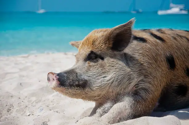 Wild pigs on Big Majors Island in The Bahamas, lounging and walking around in the sand and ocean.