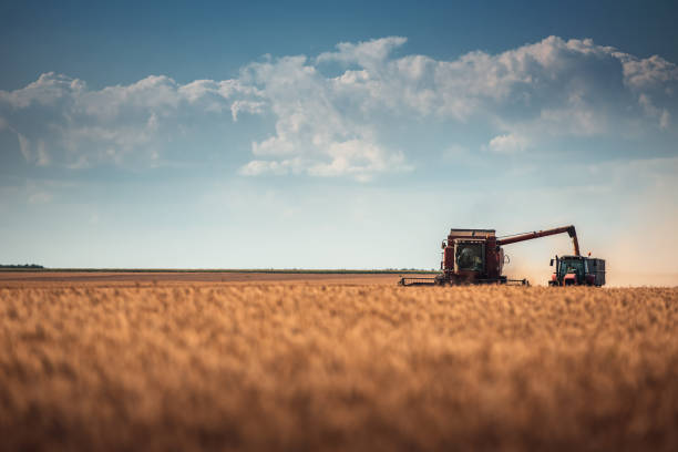 istock Combine harvester agriculture machine harvesting wheat field 680776040