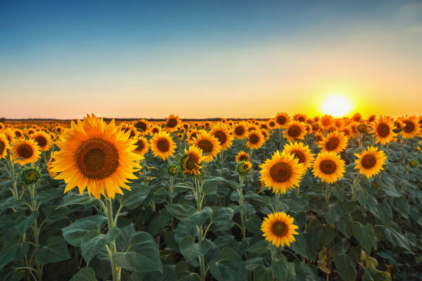 Sunflowers in the fields during sunset stock photo