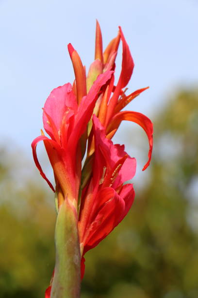 istock Gladiolus in a garden 680778286
