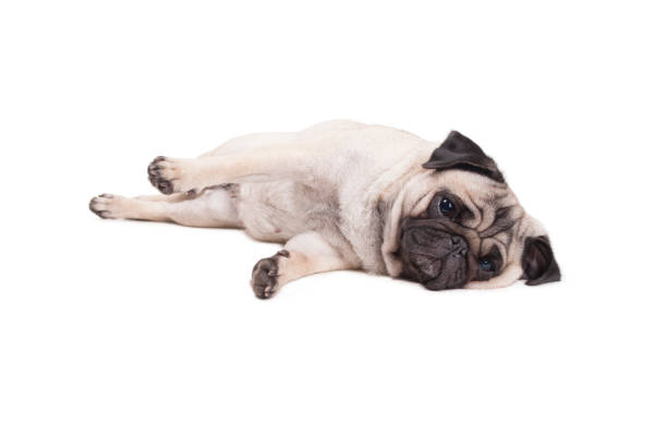 istock cute pug puppy dog lying down on floor, isolated on white background 680778508