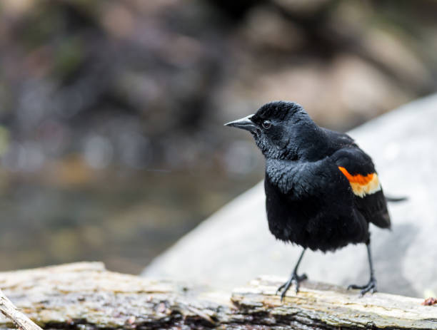 istock Red Winged Blackbird in a forest in Quebec. 680778662