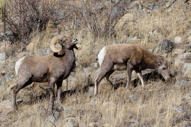 istock Colorado Rocky Mountain Bighorn Sheep 680779588